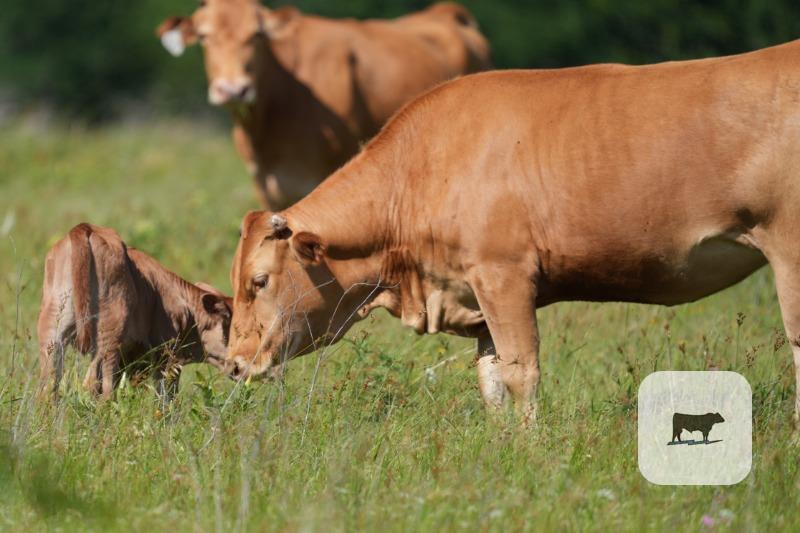 44 Akaushi/Wagyu Pairs... North TX thumbnail 6