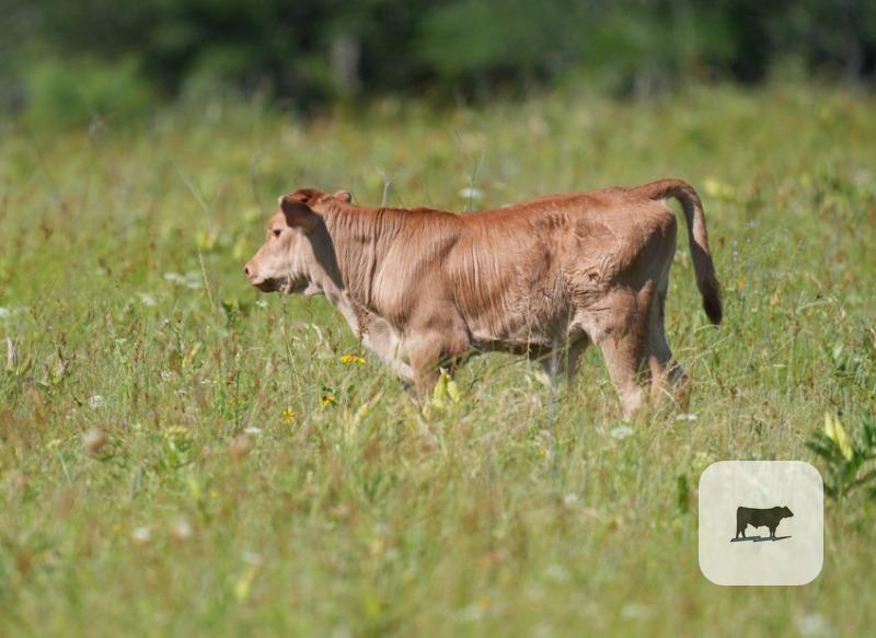 44 Akaushi/Wagyu Pairs... North TX thumbnail 3