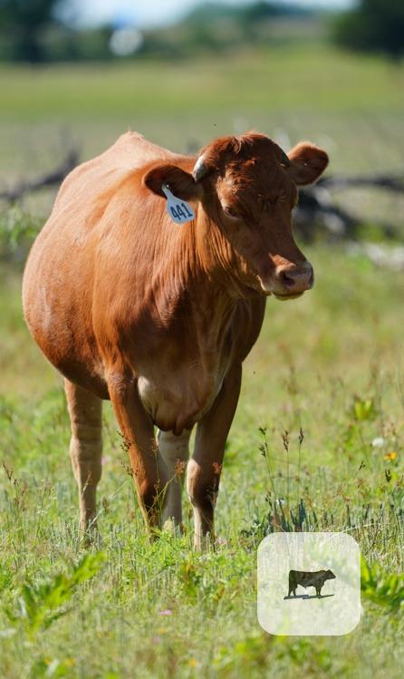 44 Akaushi/Wagyu Pairs... North TX thumbnail 2