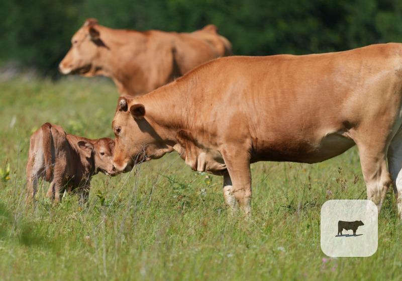 44 Akaushi/Wagyu Pairs... North TX thumbnail 5