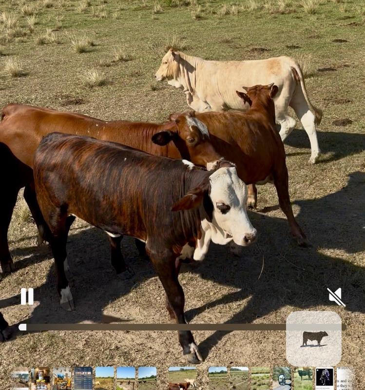 12 Braford/Tigerstripe & Brangus Rep. Heifers... Southwest LA