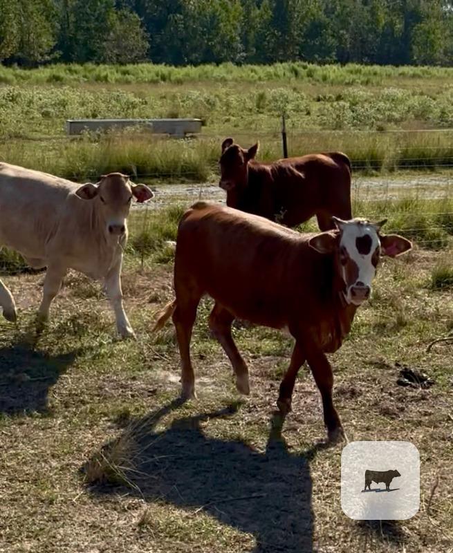 12 Braford/Tigerstripe & Brangus Rep. Heifers... Southwest LA thumbnail 2