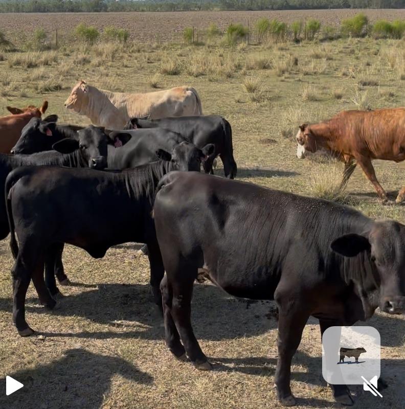 12 Braford/Tigerstripe & Brangus Rep. Heifers... Southwest LA thumbnail 3