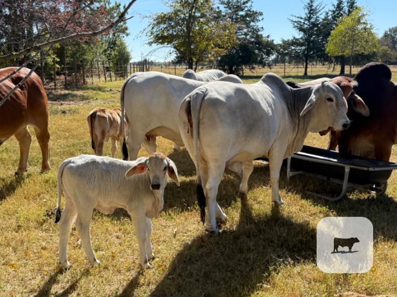 1 Brahman Pair... North TX thumbnail 2