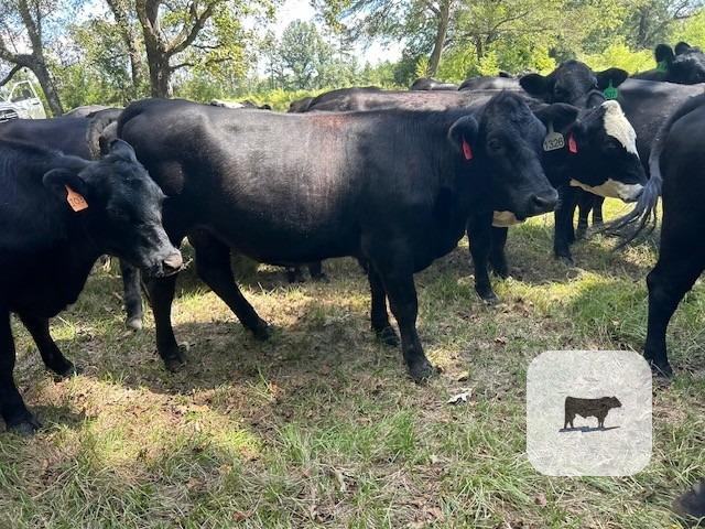 48 Angus Bred Heifers... Southwest AL thumbnail 2