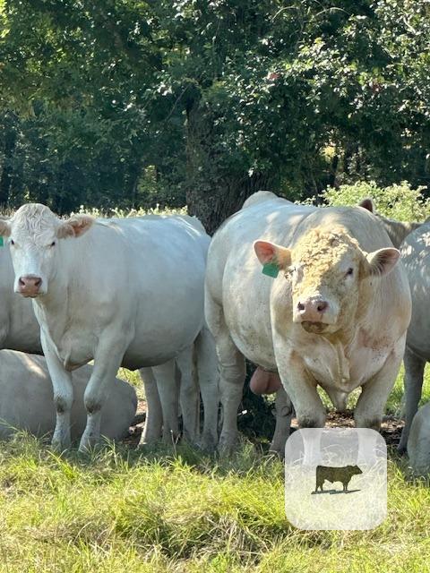 20 Reg. Charolais 2nd-Calf Cows... Northeast TX thumbnail 3
