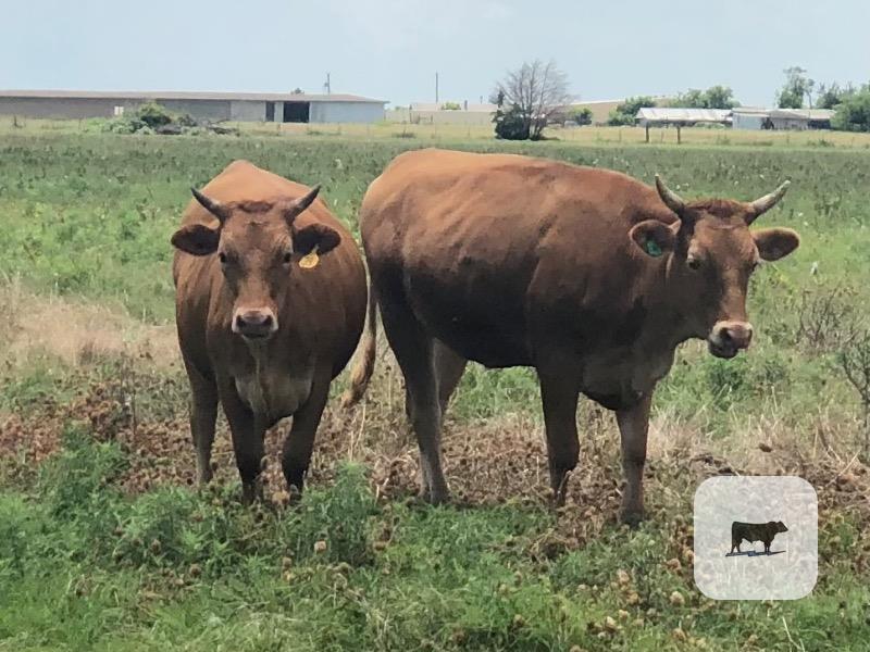 4 Reg. Full-Blood Akaushi Bred Heifers... Northeast TX