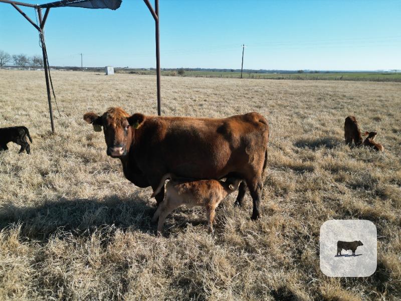 30 Red Angus & Red Angus/Akaushi Pairs... North TX thumbnail 2