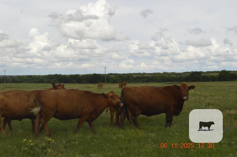 9 Red Angus Cows... North TX ~ FD thumbnail 2
