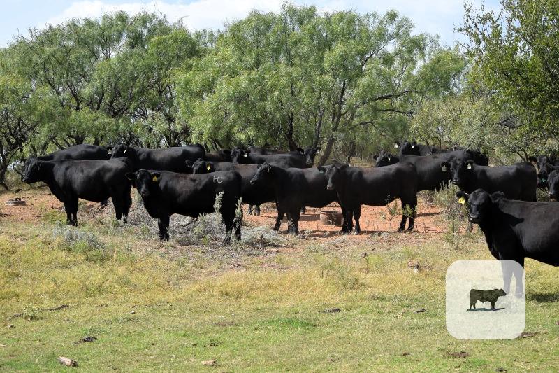 32 Reg. Angus Bred Heifers... North TX thumbnail 5