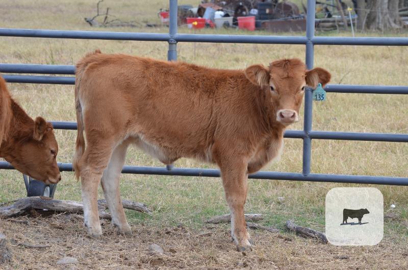3 Reg. Akaushi Rep. Heifers... Central TX thumbnail 6
