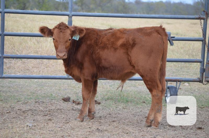 2 Akaushi Stocker Steers... Central TX thumbnail 3