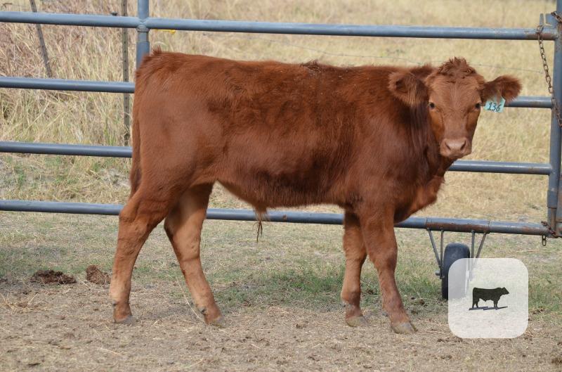 2 Akaushi Stocker Steers... Central TX thumbnail 5