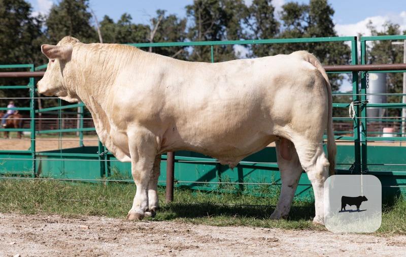 40 Charolais Bulls... Southwest MO thumbnail 2