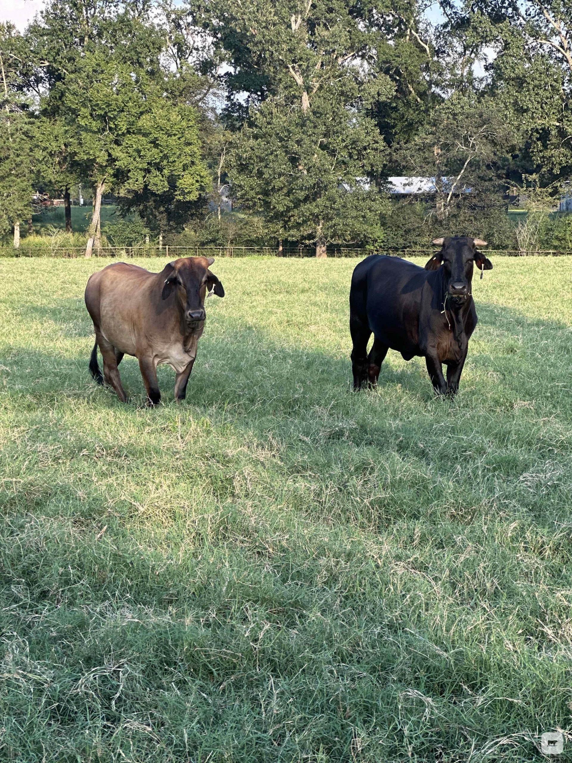 35 Reg. Braford & Brahman Cross Bred Heifers... East TX thumbnail 3