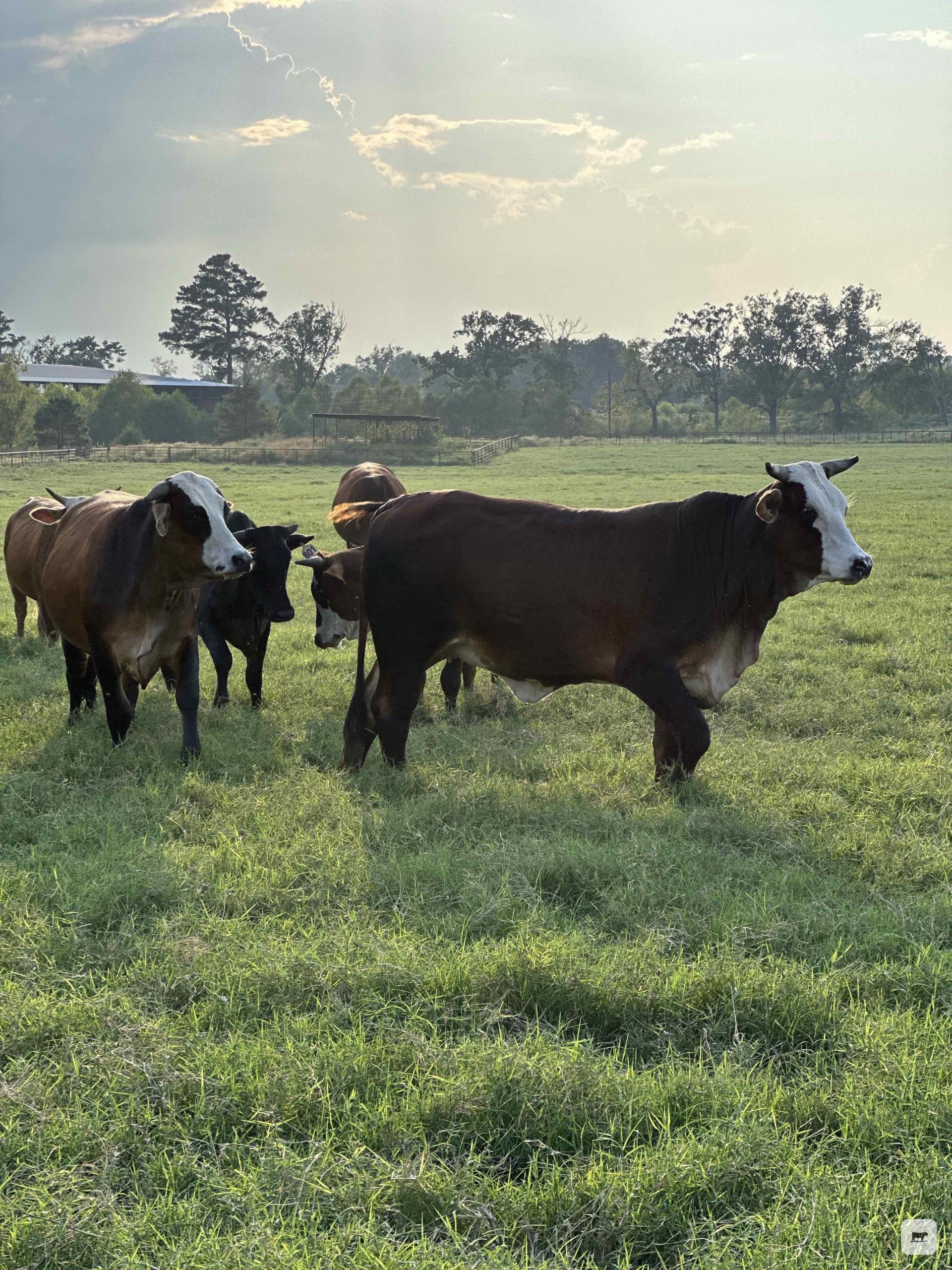 35 Reg. Braford & Brahman Cross Bred Heifers... East TX thumbnail 4
