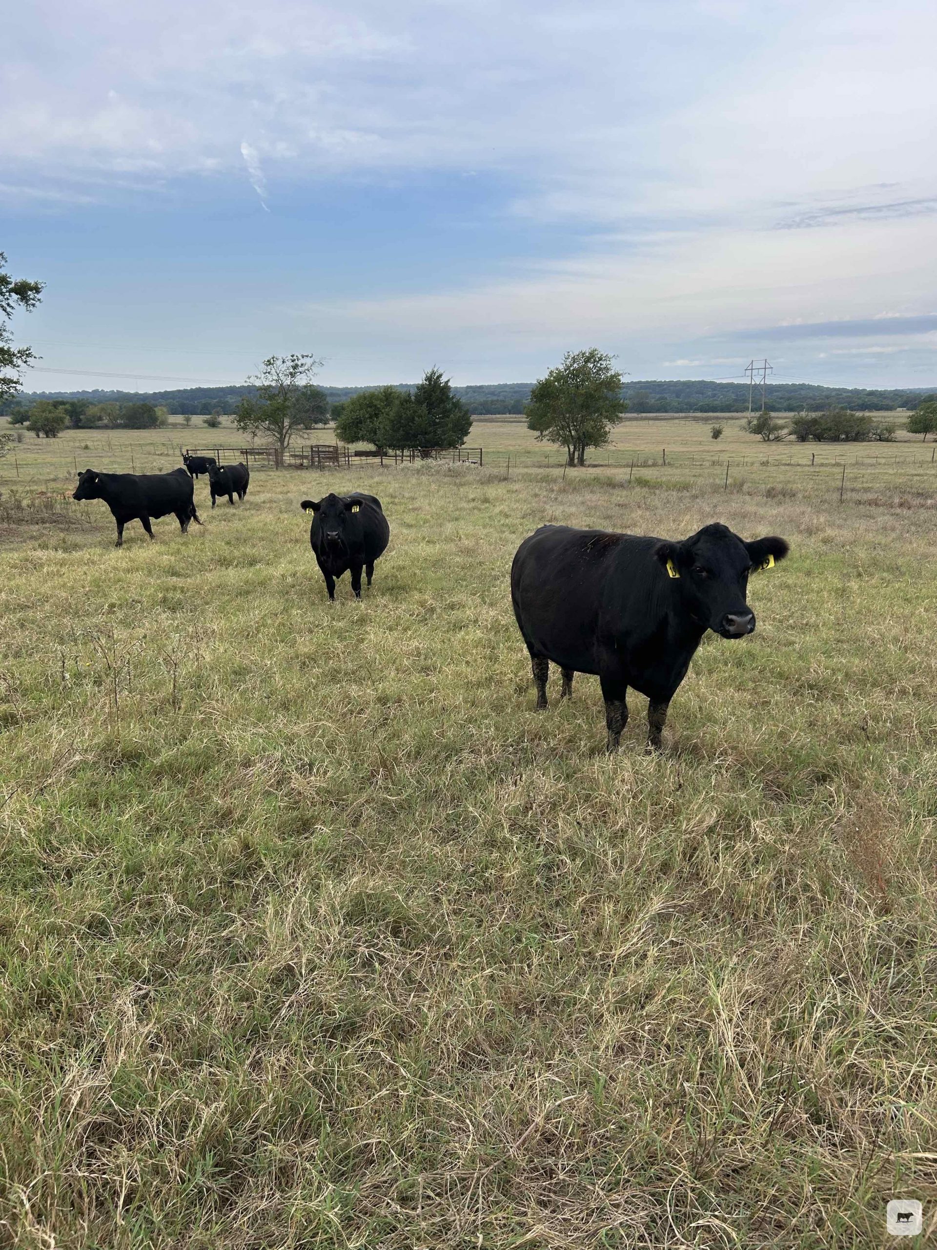 40 Angus Cows... S. Central OK thumbnail 2