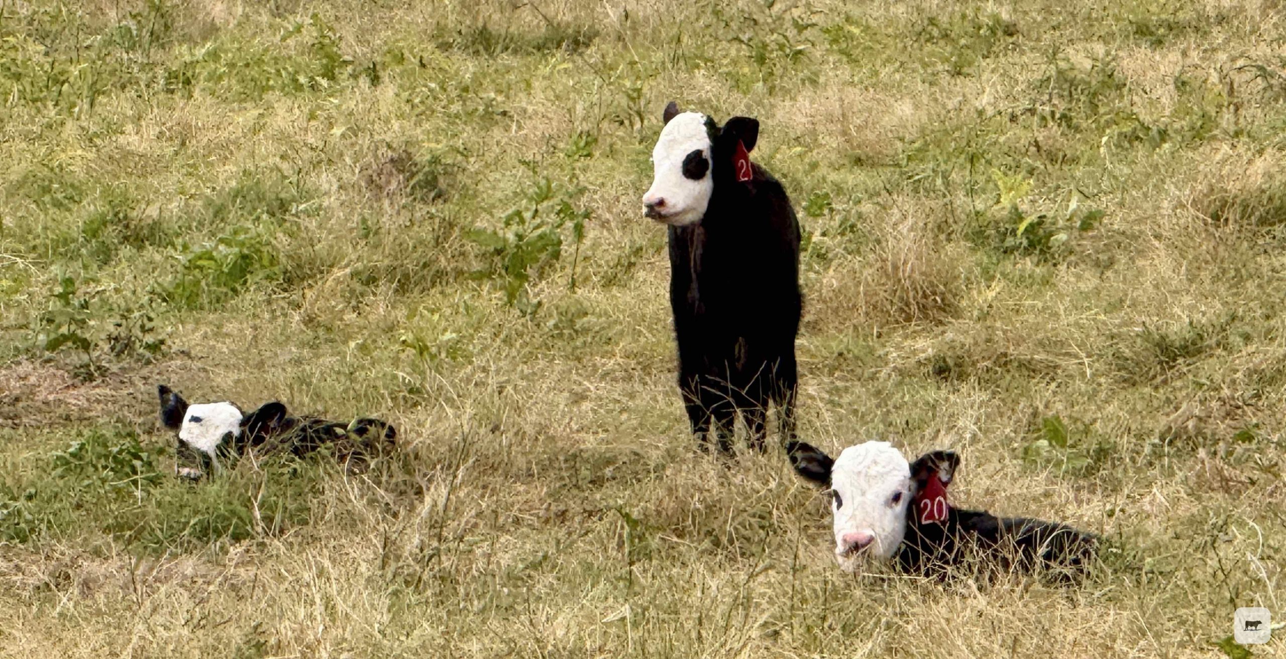 312 Angus Pairs... East TX thumbnail 3