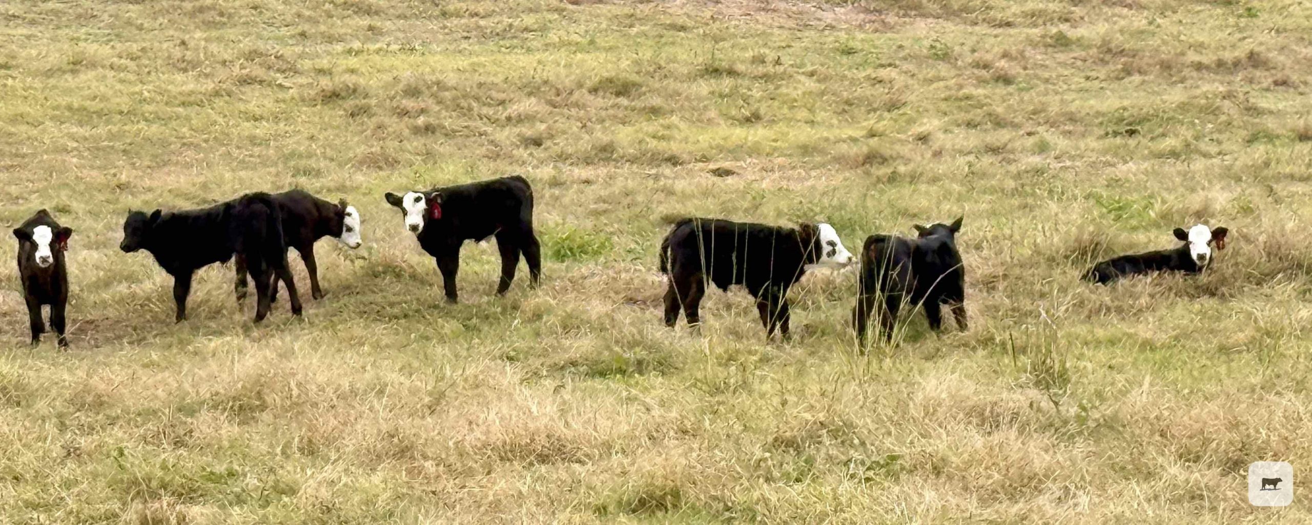 312 Angus Pairs... East TX thumbnail 6