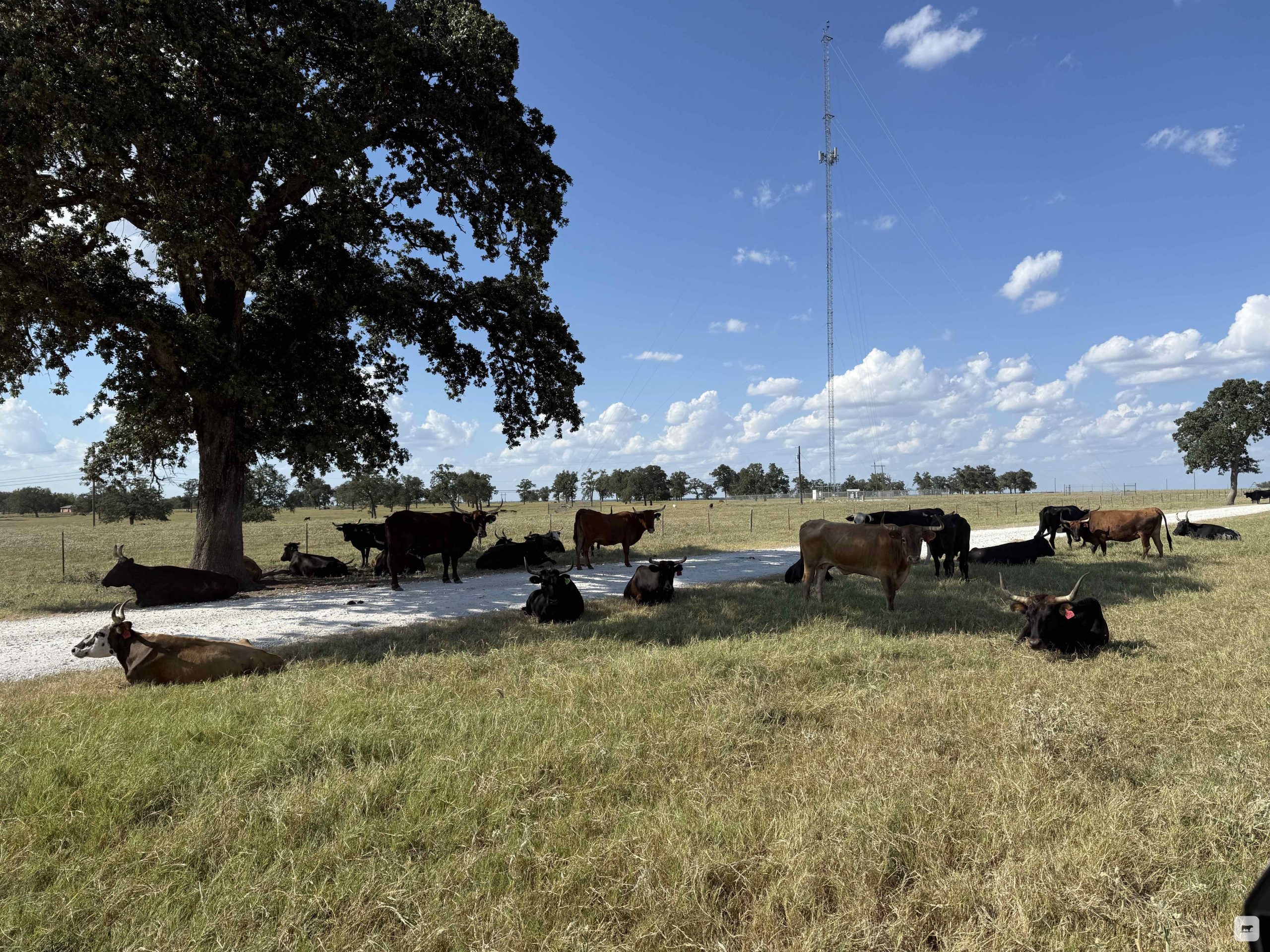 55 Corriente & Corriente Cross Cows w/ 14+ Calves... Central TX