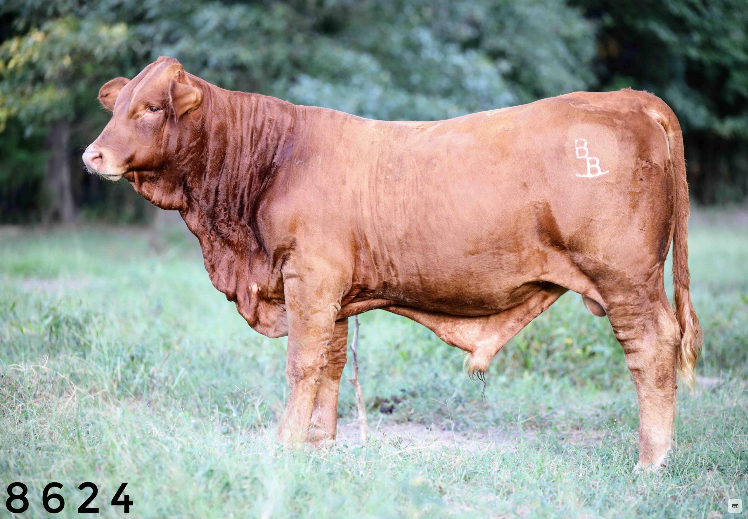 6 Reg. Beefmaster Bulls... Northeast TX thumbnail 5