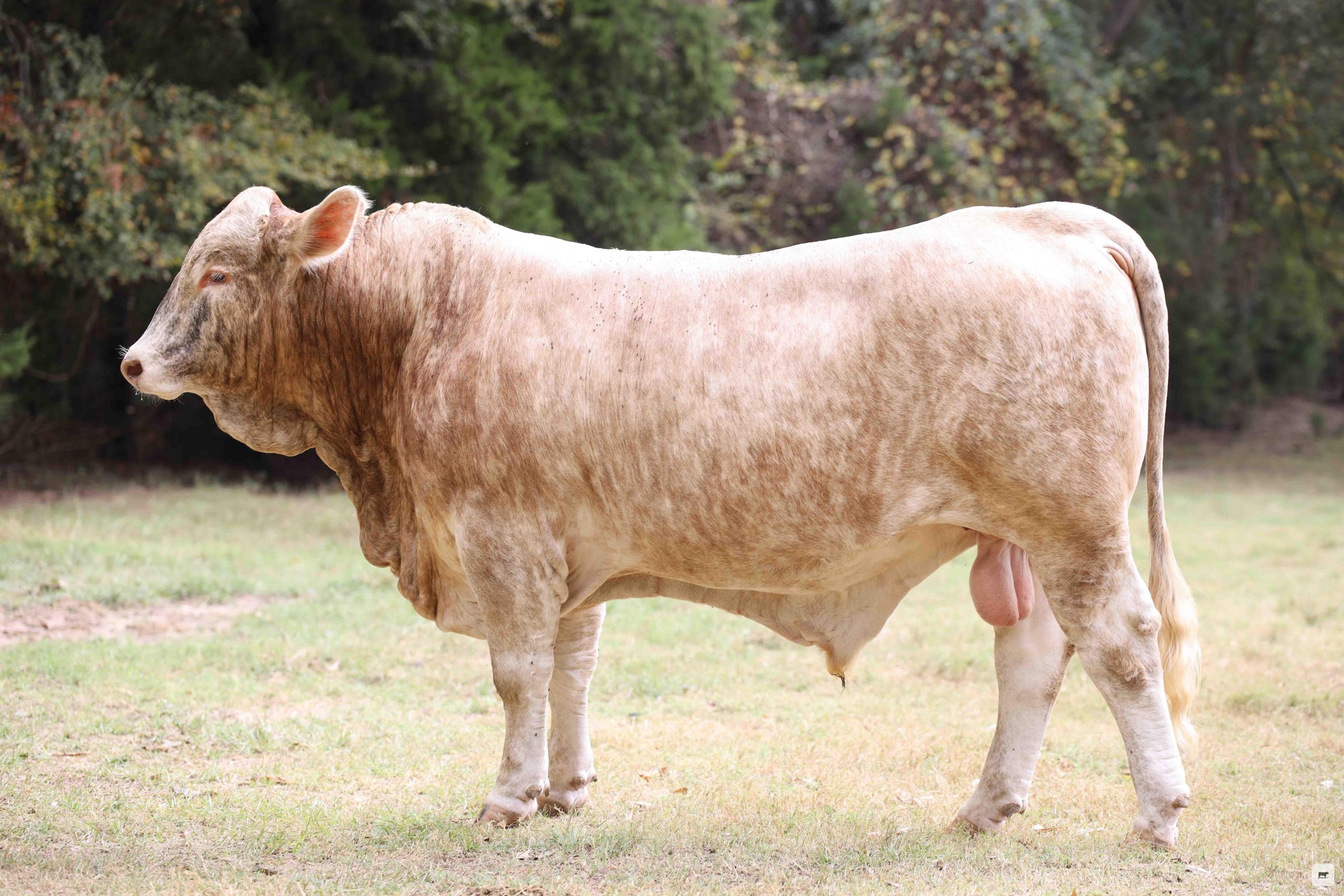 6 Reg. Beefmaster Bulls... Northeast TX thumbnail 6
