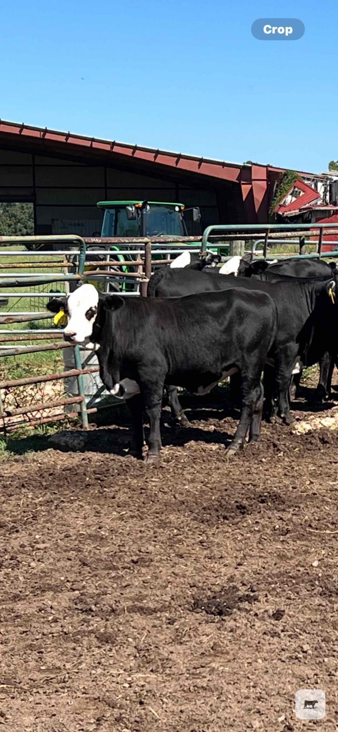 14 Brangus Baldy Rep. Heifers... N. Central LA thumbnail 2