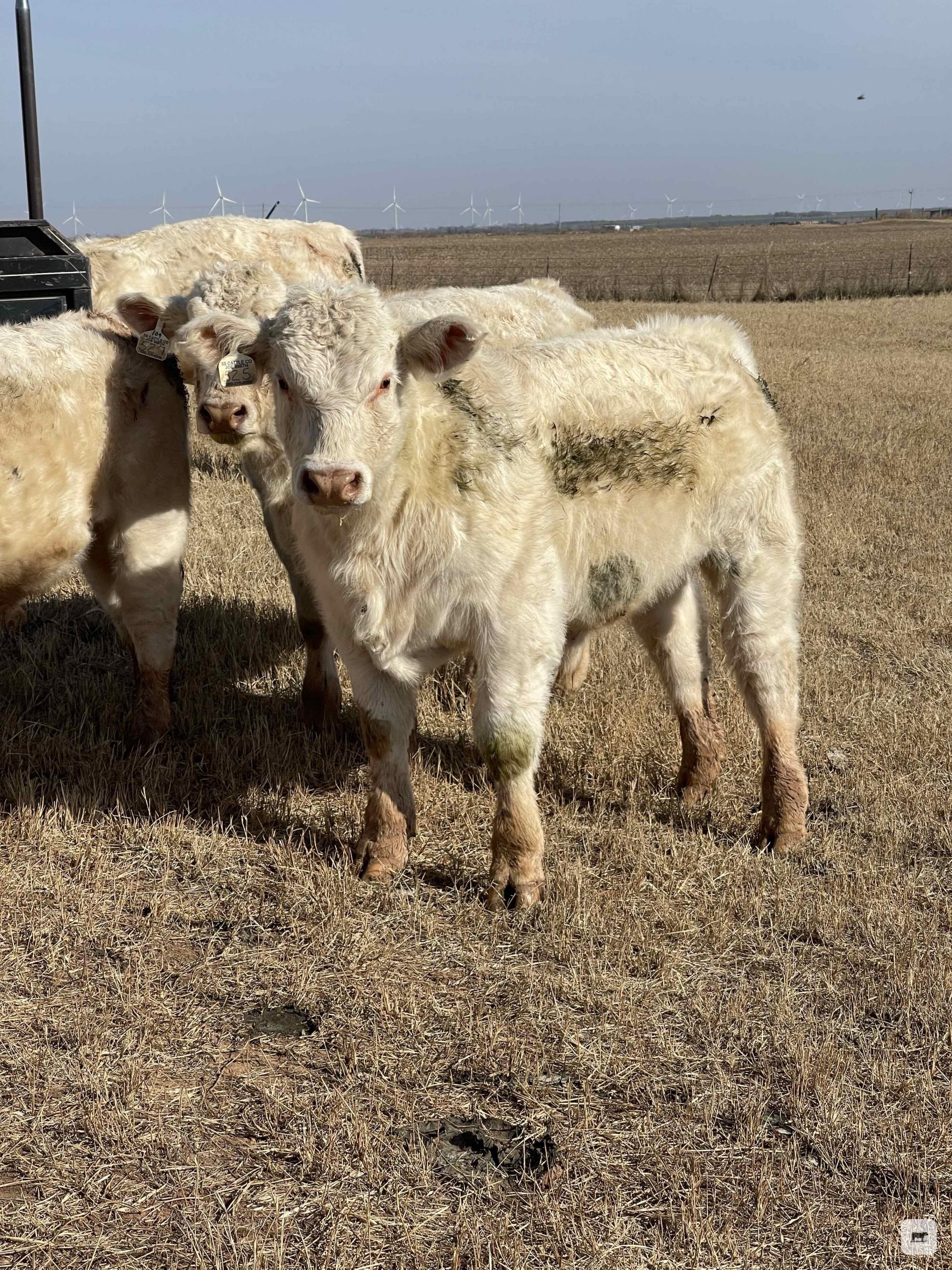 9 Reg. Charolais Bulls... N. Central OK thumbnail 2