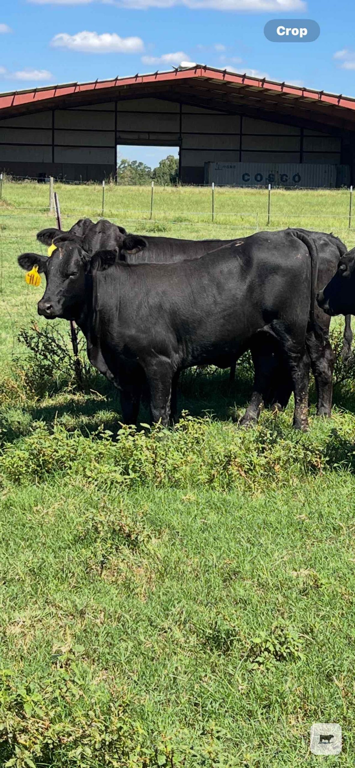 20 Brangus Rep. Heifers... N. Central LA thumbnail 3
