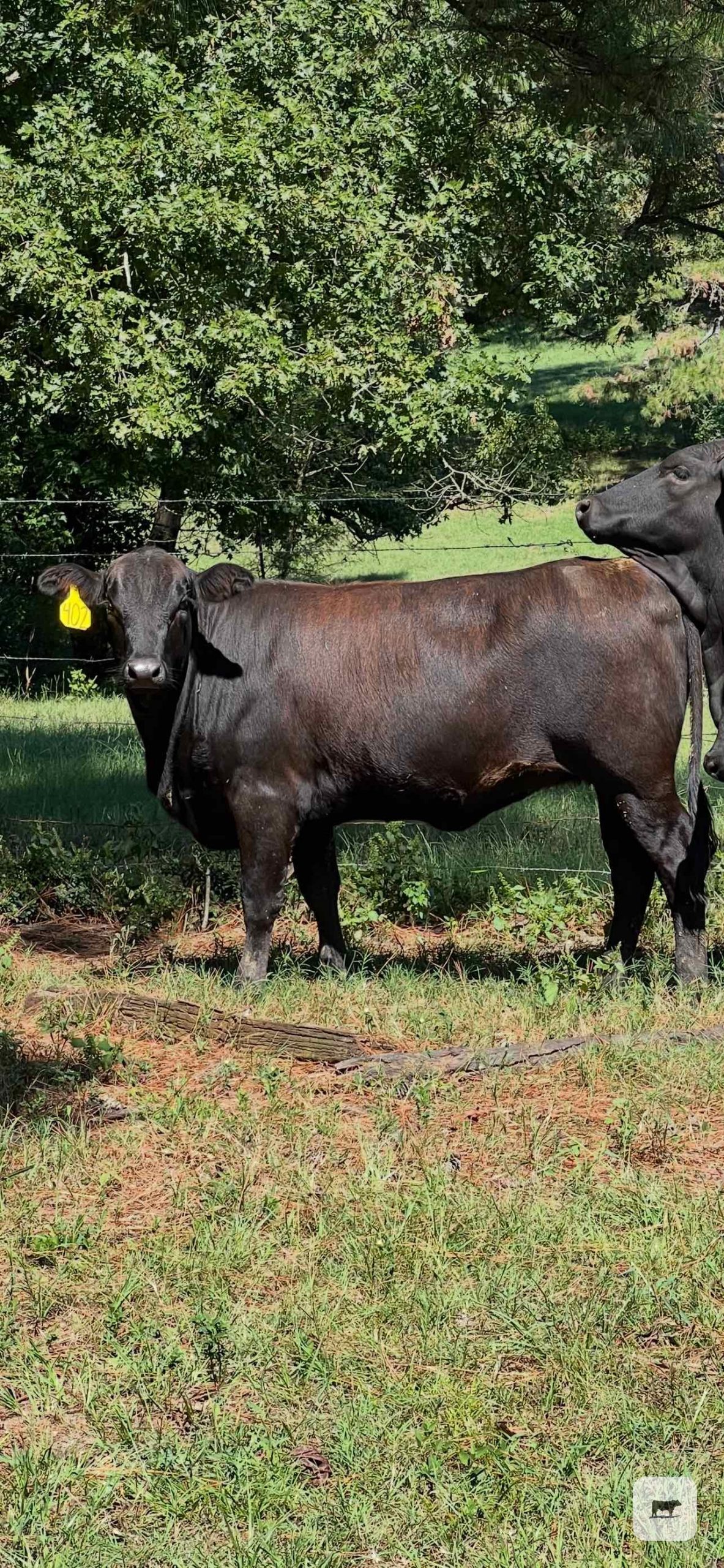 20 Brangus Rep. Heifers... N. Central LA thumbnail 4