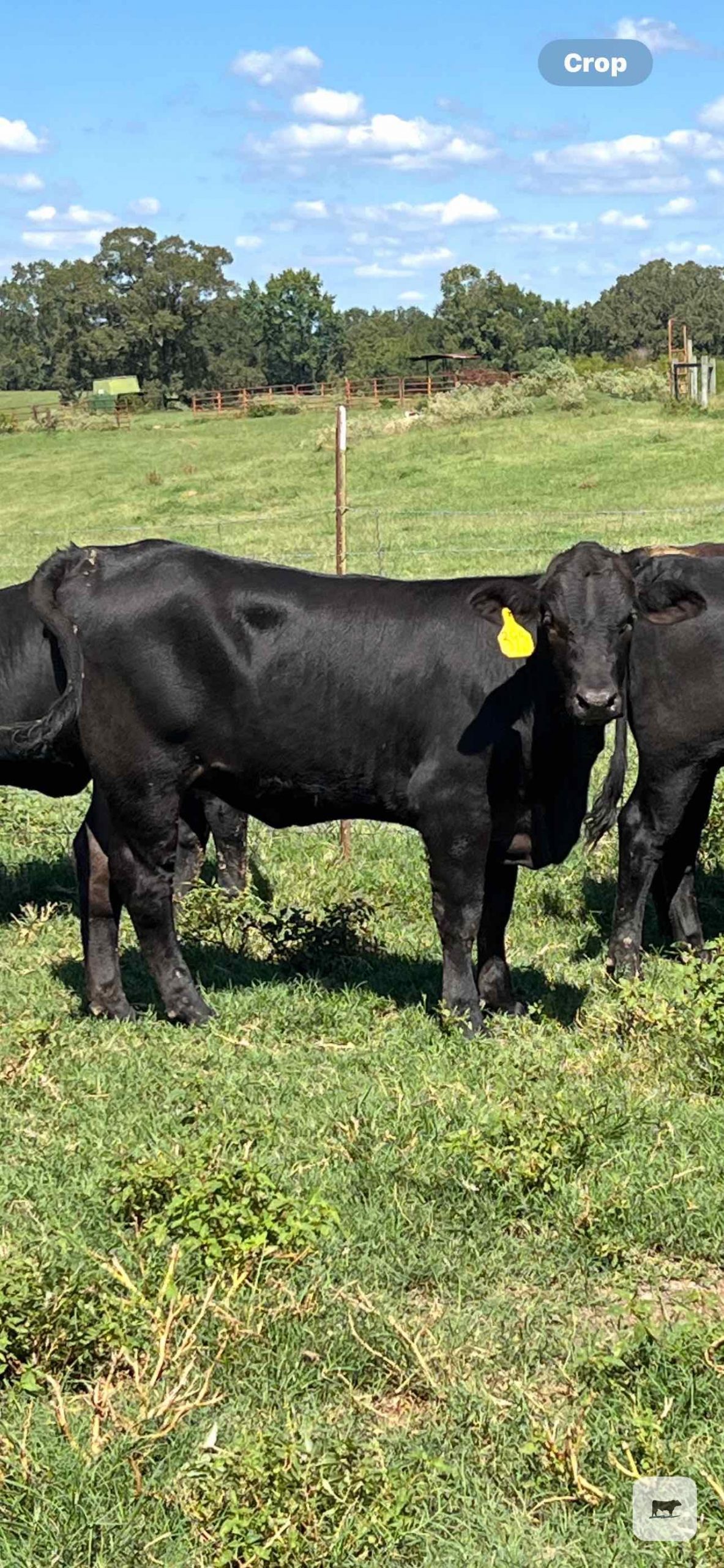 20 Brangus Rep. Heifers... N. Central LA thumbnail 6