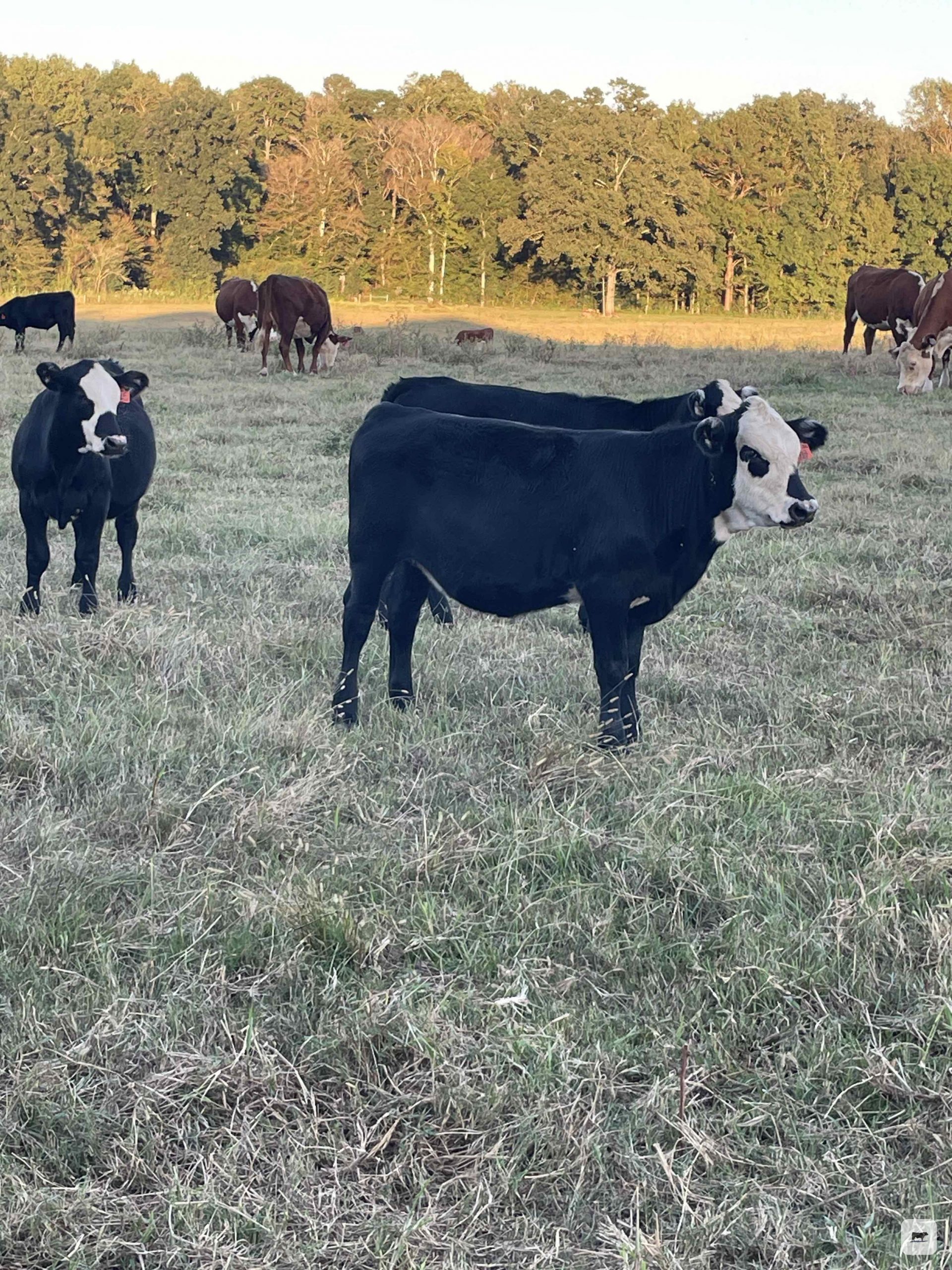 8 Brangus Baldy Rep. Heifers... S. Central MS thumbnail 2