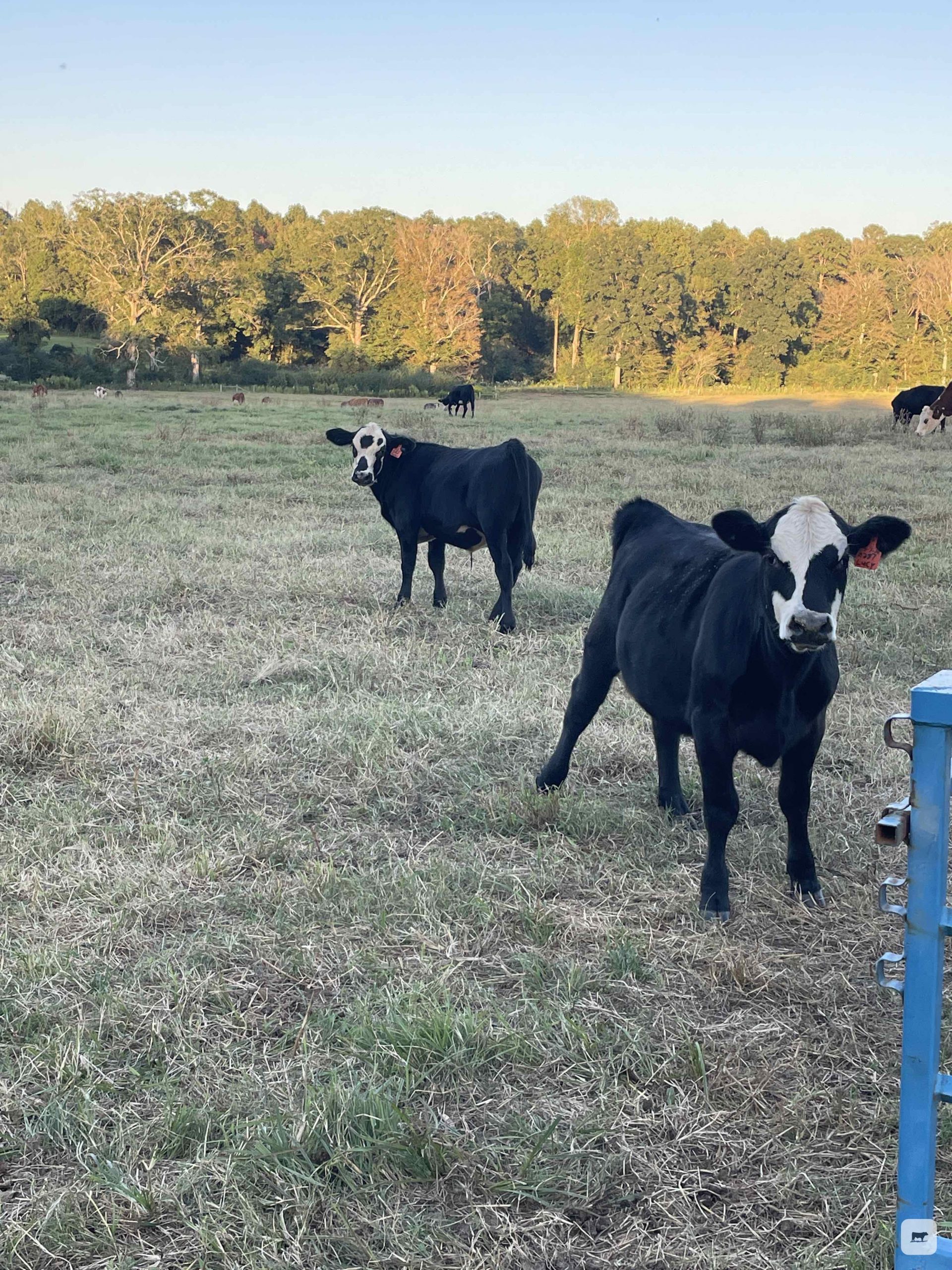 8 Brangus Baldy Rep. Heifers... S. Central MS thumbnail 4