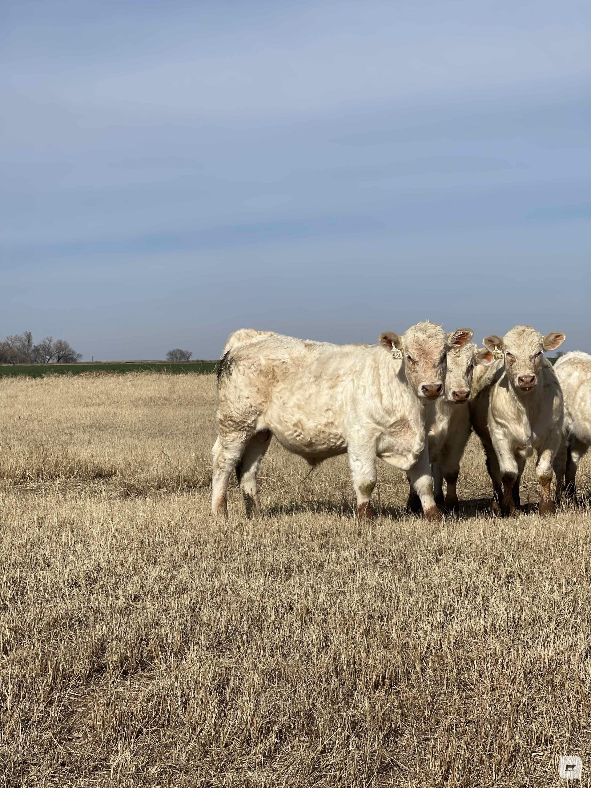 9 Reg. Charolais Bulls... N. Central OK thumbnail 3