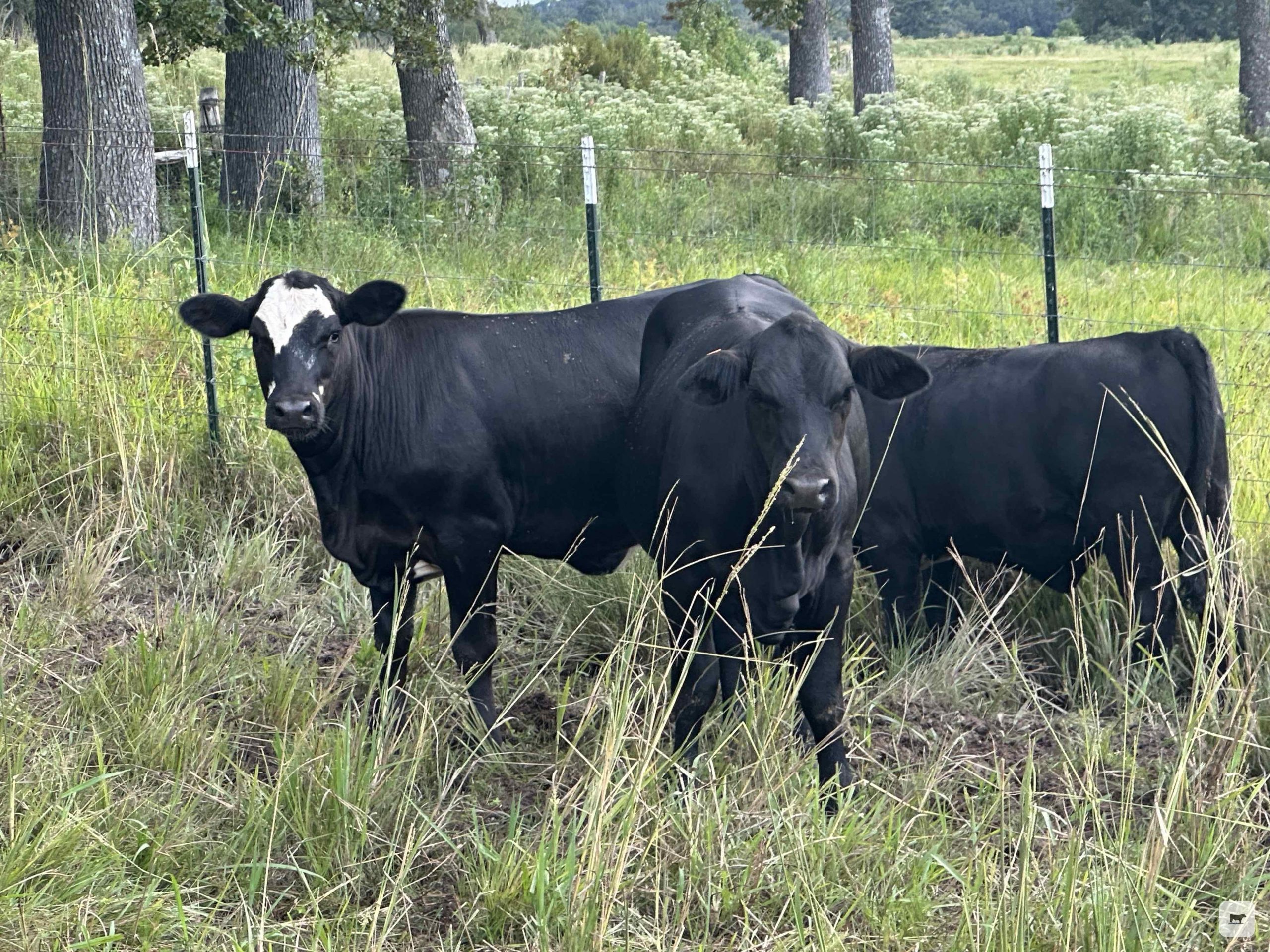 21 Brangus & Black Baldy Replacement Heifers thumbnail 3