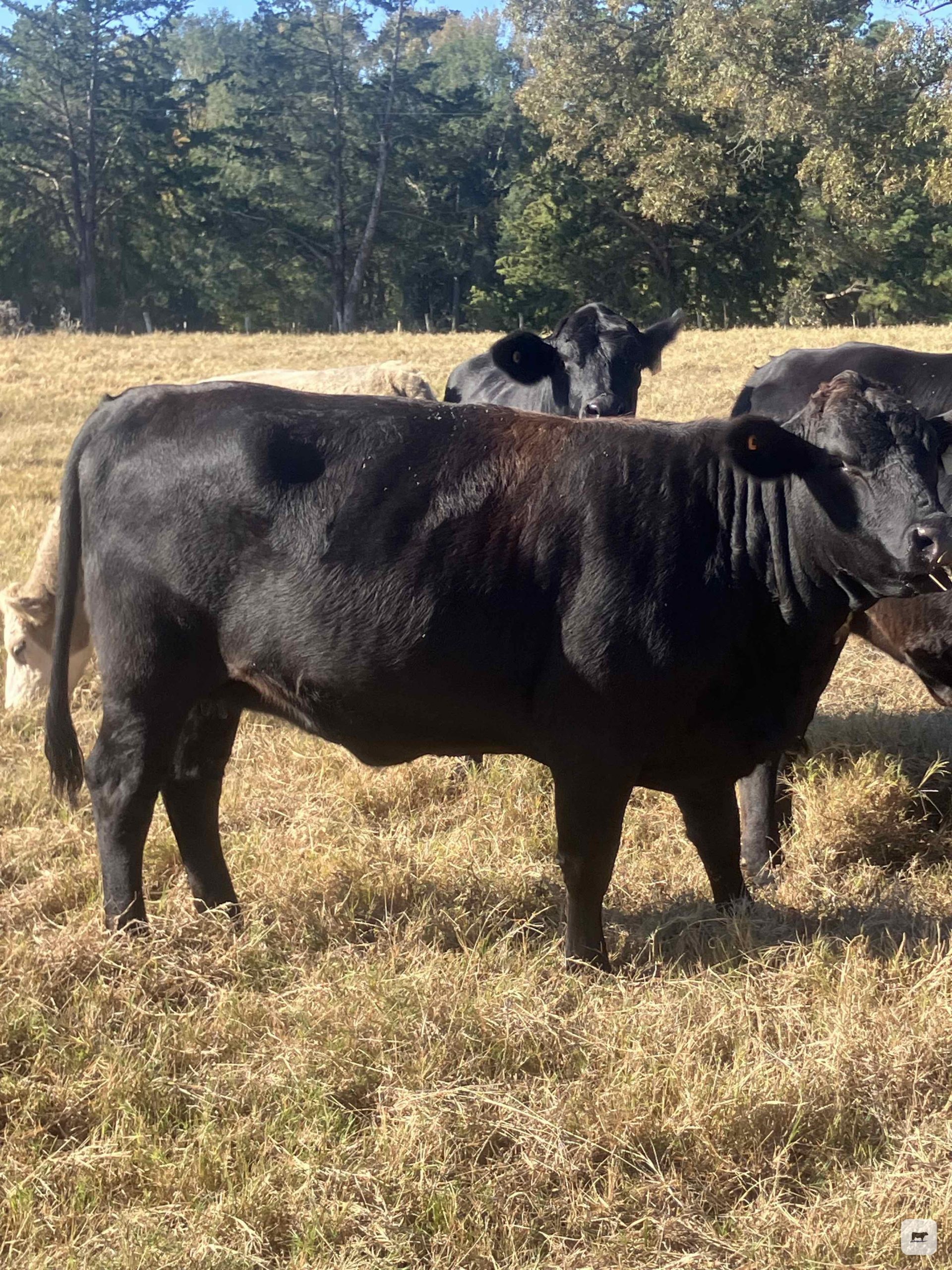4 Brangus Bred Heifers... East TX thumbnail 4