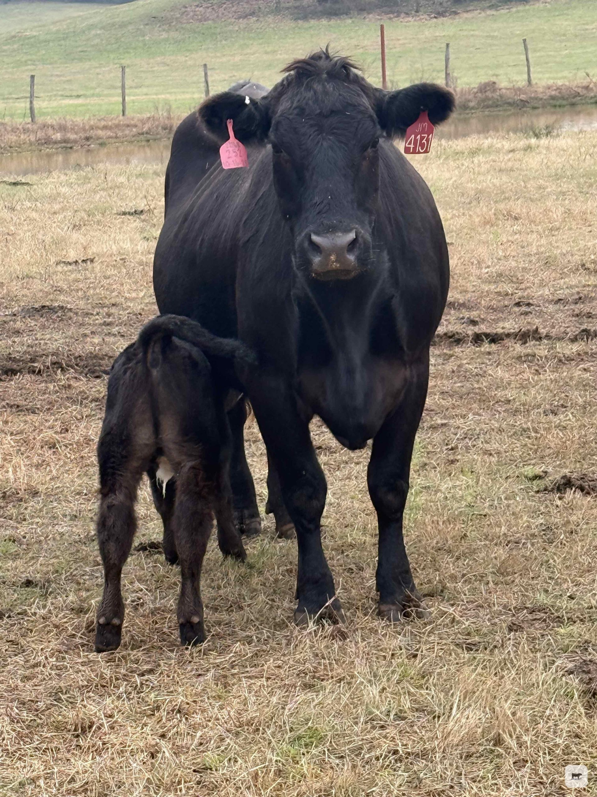 8 Angus Pairs... East TX thumbnail 3
