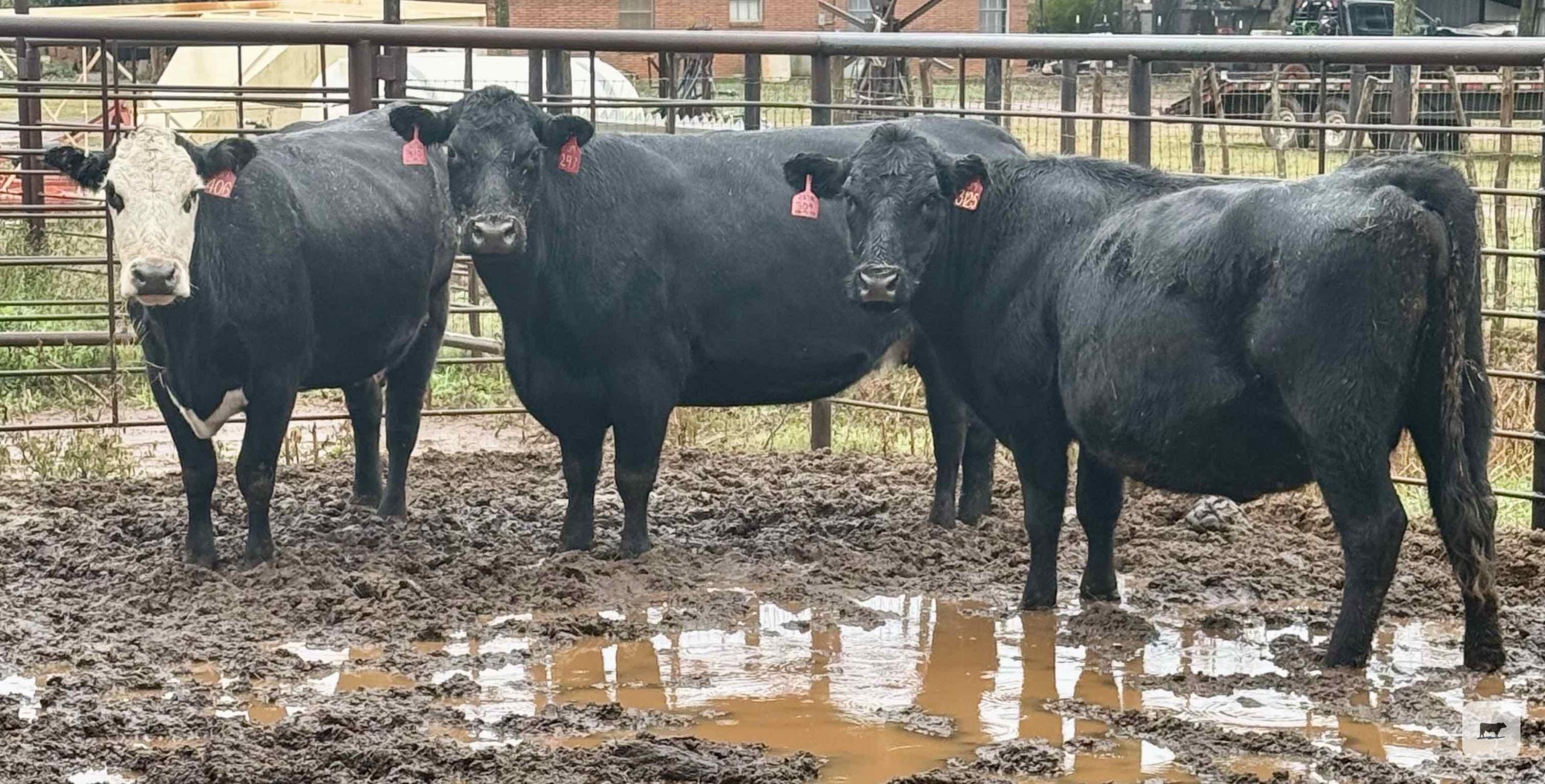 3 Angus Cows... East TX