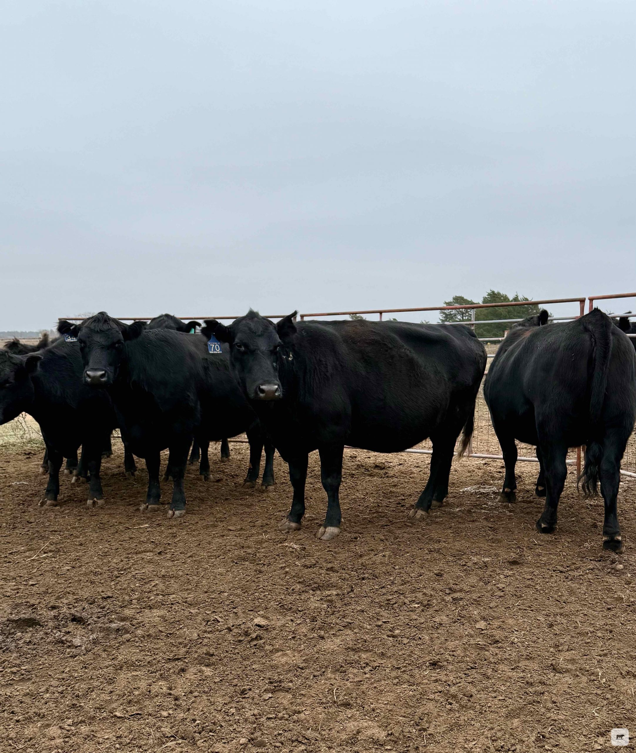 5 Angus Cows... N. Central OK thumbnail 2