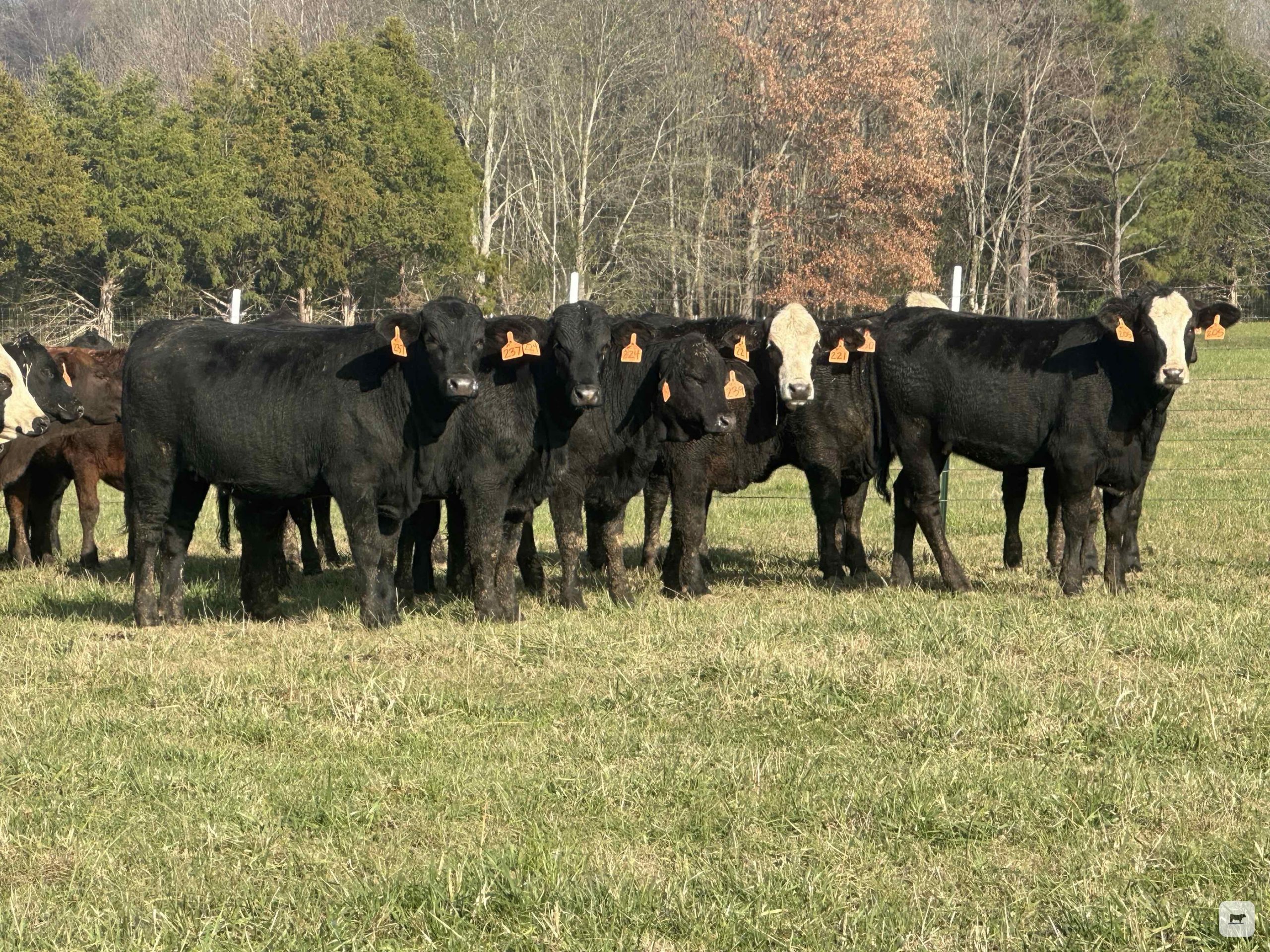 80 Angus/Brangus Rep. Heifers... Northwest MS thumbnail 6
