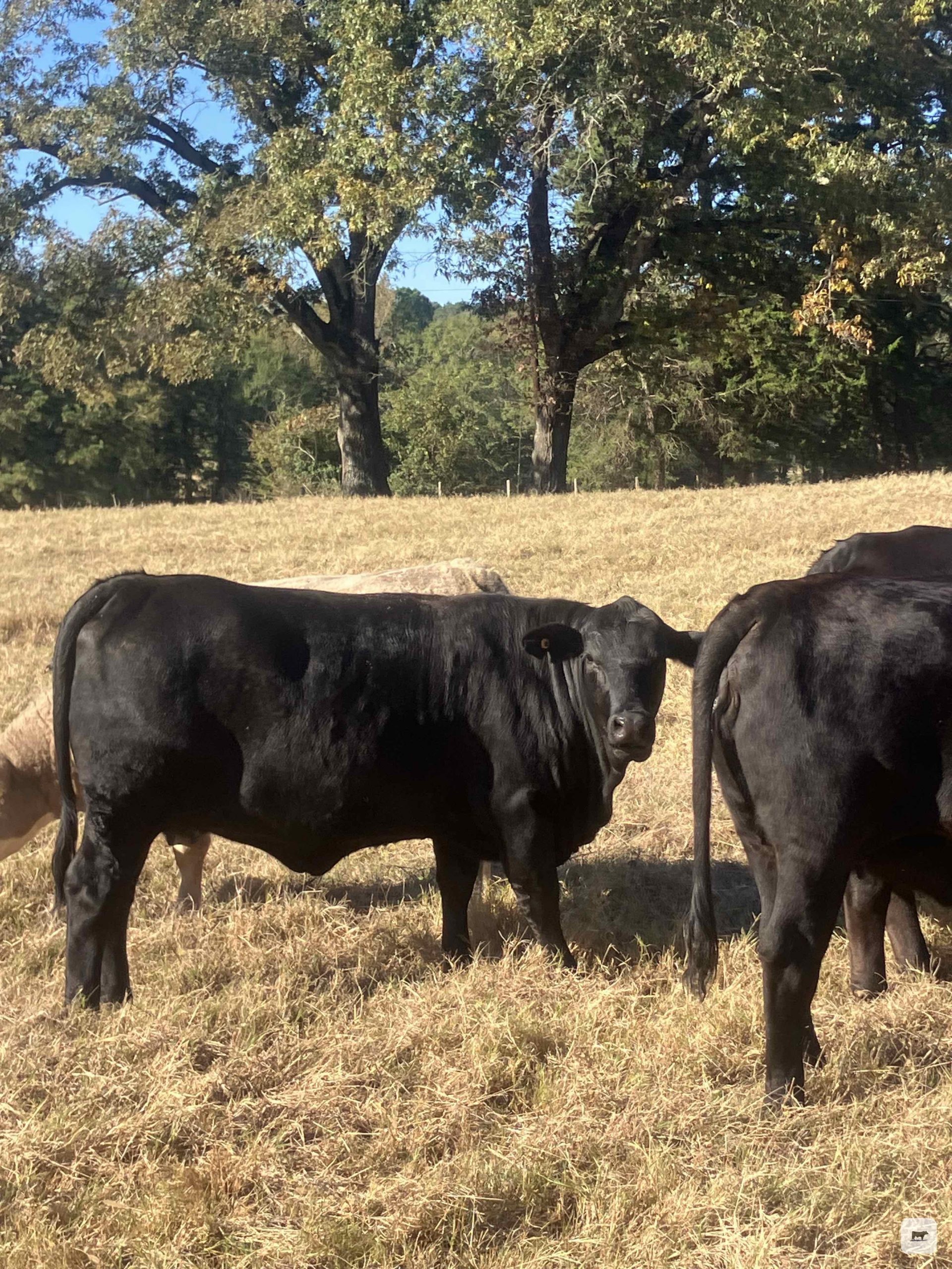 4 Brangus Bred Heifers... East TX thumbnail 3