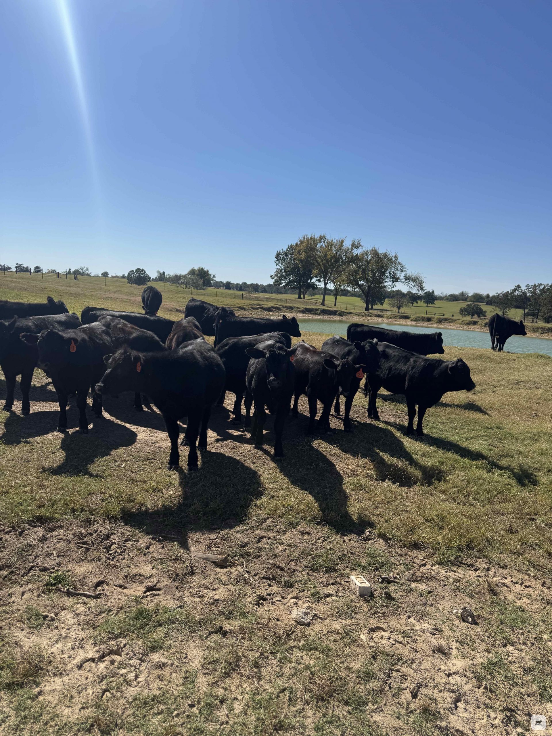 25 Brangus Rep. Heifers... Northeast TX thumbnail 3