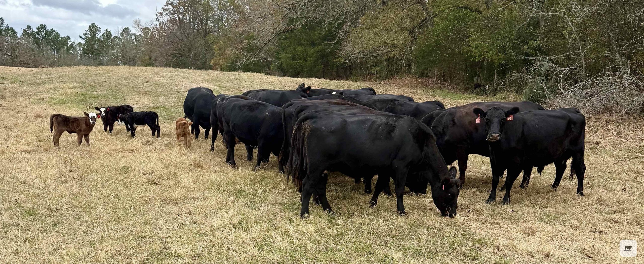 20 Angus Pairs... East TX thumbnail 3