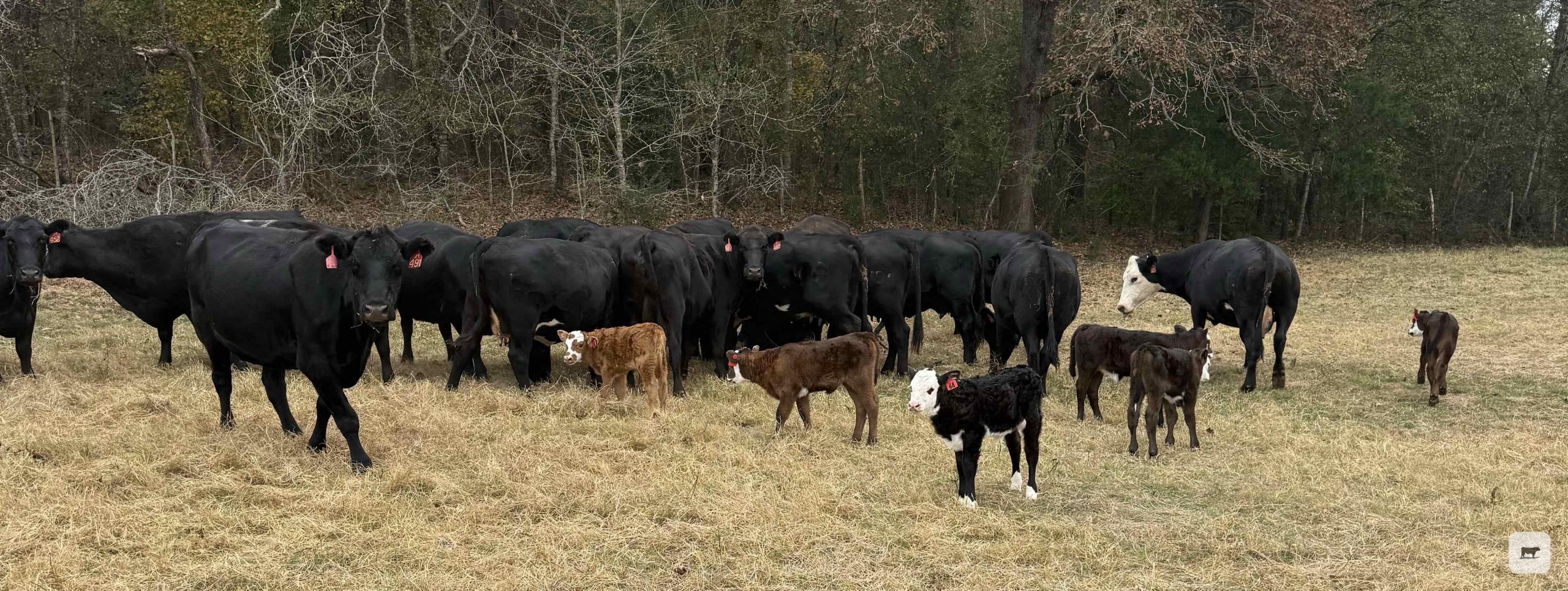 20 Angus Pairs... East TX thumbnail 4