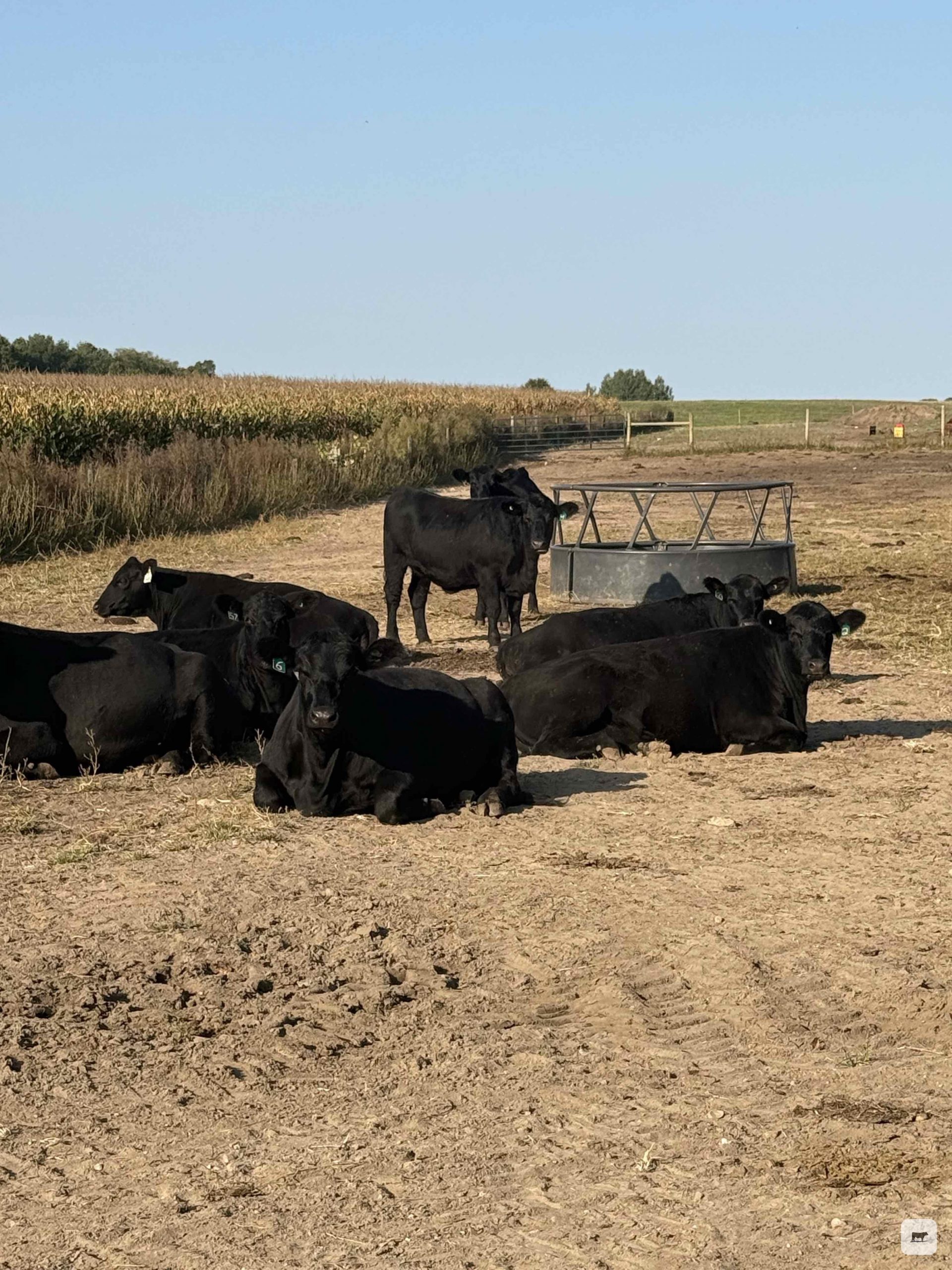25 Angus Bred Heifers... Central MI