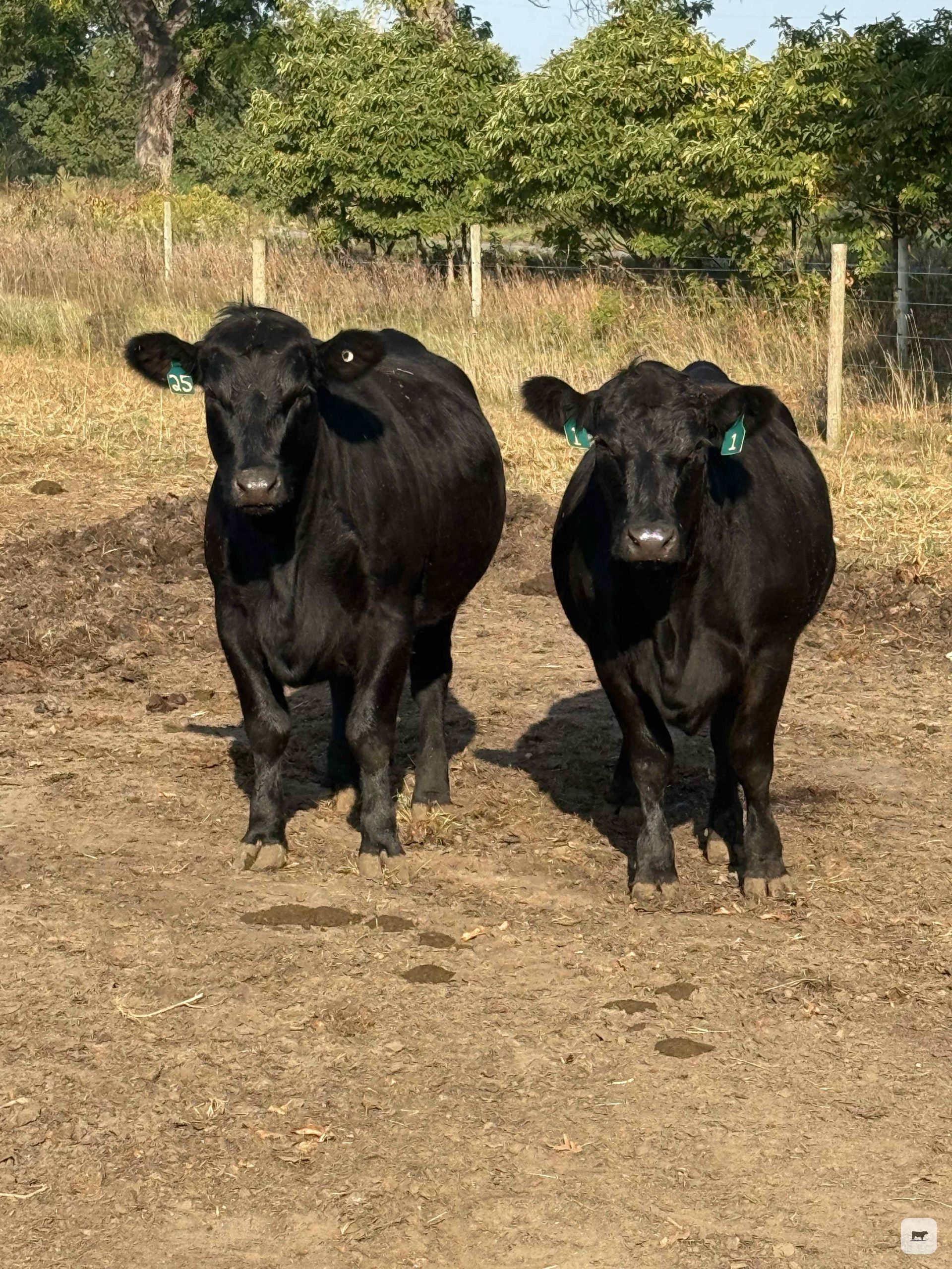 25 Angus Bred Heifers... Central MI thumbnail 4