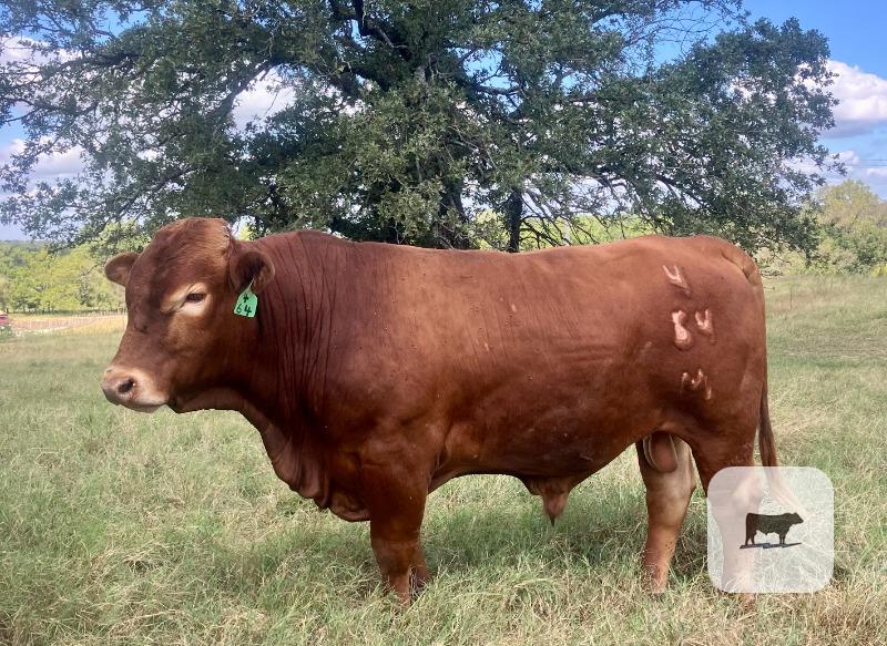 4 Reg. Beefmaster Bulls... S. Central OK thumbnail 4