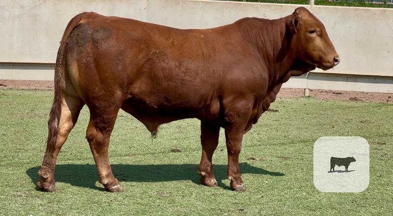 8 Beefmaster Bulls for Sale or Lease... Central TX thumbnail 3