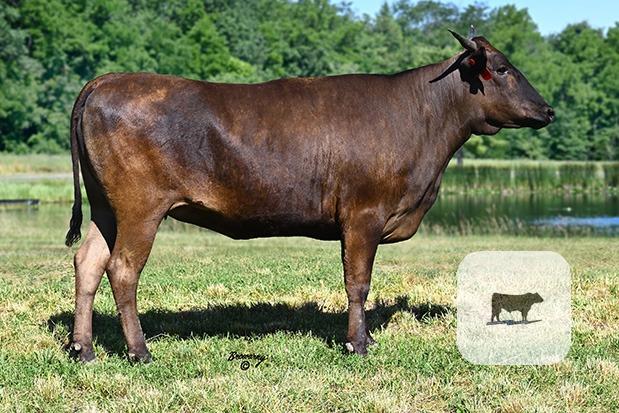 15 Reg. Wagyu Cows w/ 2+ Calves... Northern VA