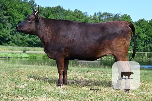 15 Reg. Wagyu Cows w/ 2+ Calves... Northern VA thumbnail 2